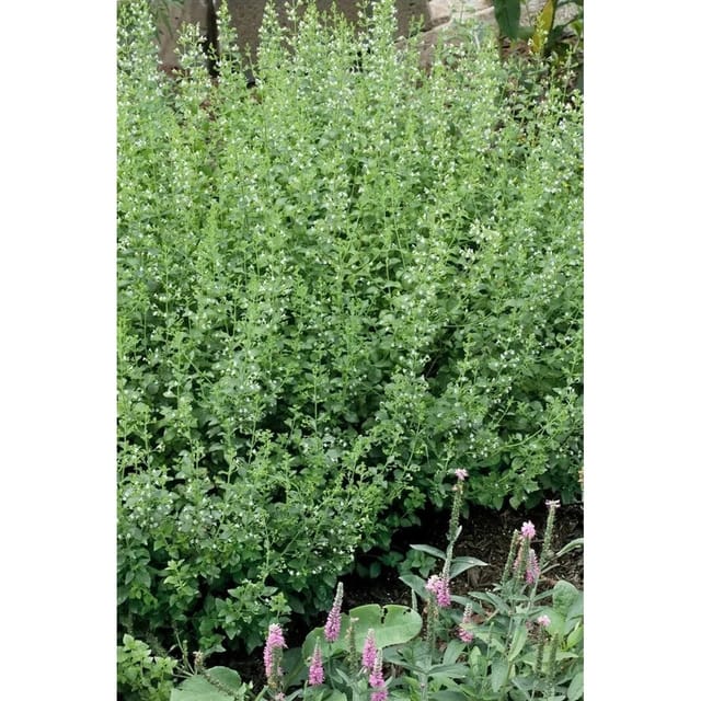 Calamintha Nepeta White Cloud Bergminze Ca. 9x9 cm Topf