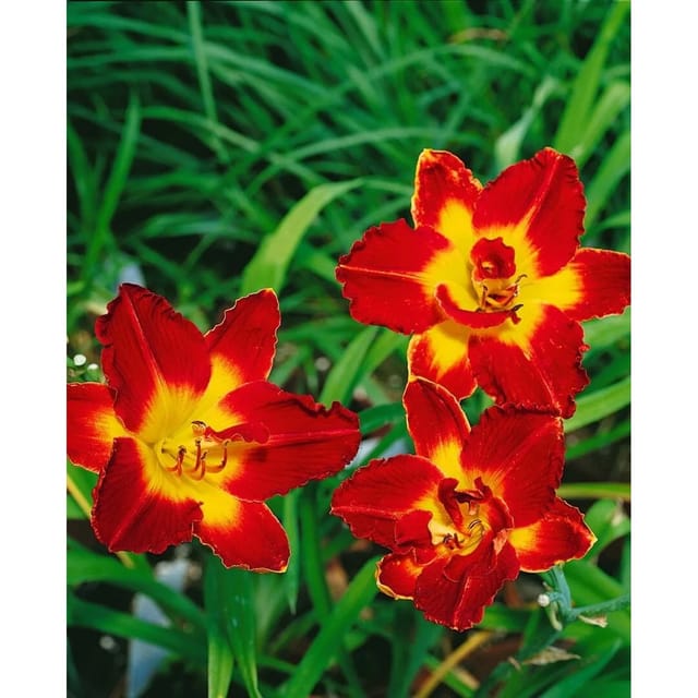Hemerocallis X Cult. Chicago Apache Taglilie Ca. 11x11 cm Topf