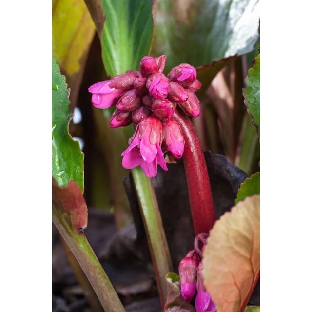 Bergenia Cordifolia David Veg. Ca. 11x11 cm Topf