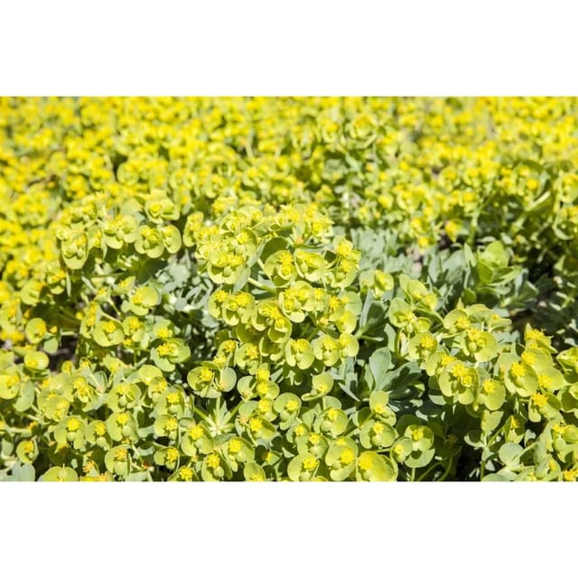Eriophyllum Lanatum Wolliges Sonnenauge Ca. 9x9 cm Topf