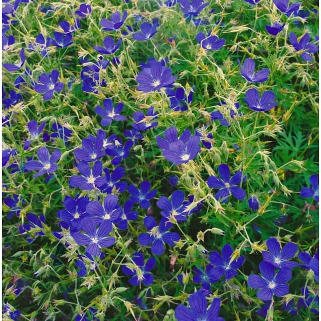 Geranium Collinum Nimbus Ca. 9x9 cm Topf