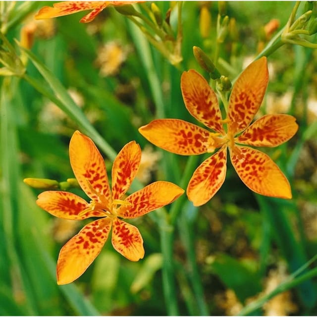 Belamcanda Chinensis Leopardblume Ca. 9x9 cm Topf