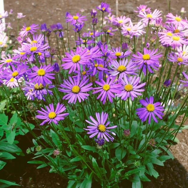 Aster Tongolensis Berggarten Sommeraster Ca. 9x9 cm Topf