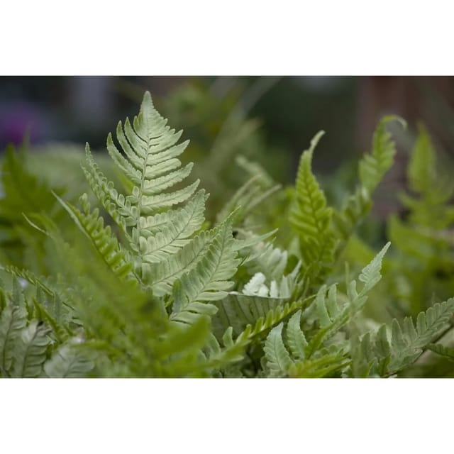 Dryopteris Erythrosora Rotschleierfarn Ca. 9x9 cm Topf