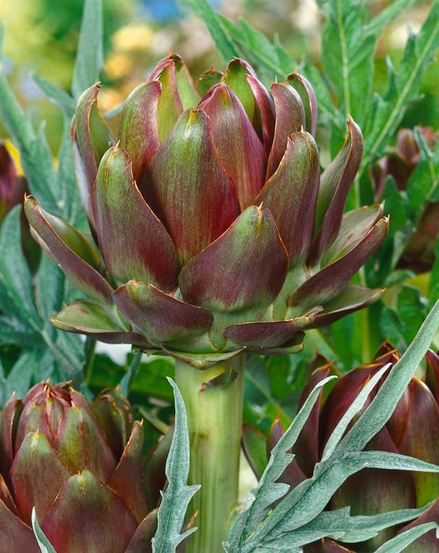 Cynara Scolymus Artischocke Ca. 11x11 cm Topf