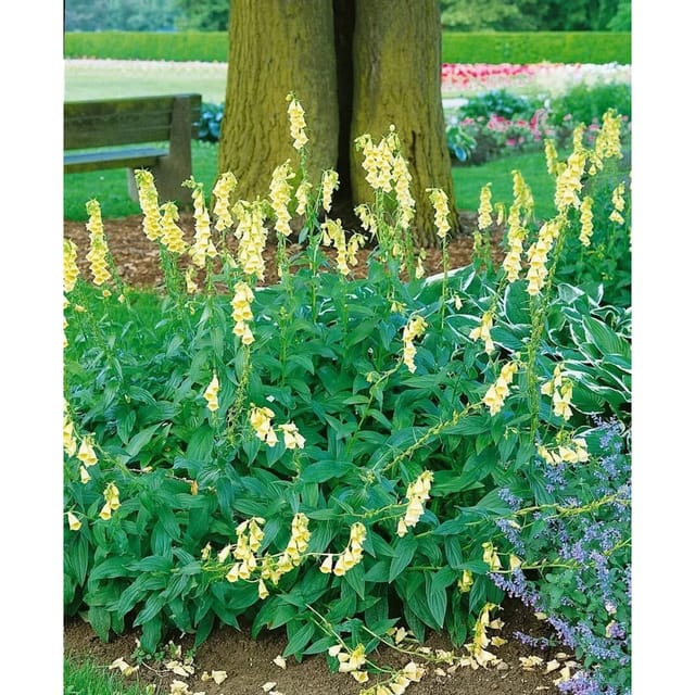 Digitalis Grandiflora Großblütiger Fingerhut Ca. 9x9 cm Topf