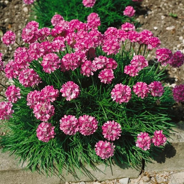 Armeria Maritima Rosea Compacta Grasnelke Ca. 9x9 cm Topf