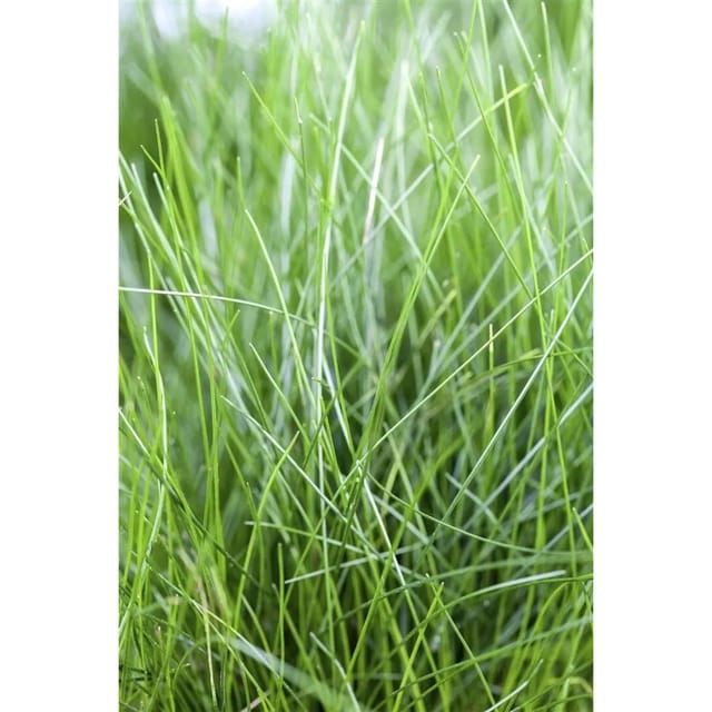 Eleocharis Acicularis Nadelsimse Ca. 9x9 cm Topf
