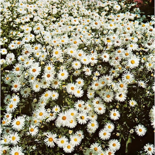 Aster Novi-belgii Schneeberg Glattblattaster Ca. 9x9 cm Topf