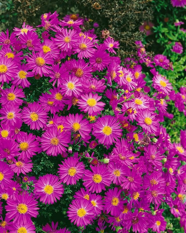 Aster Dumosus Starlight Kissenaster Ca. 9x9 cm Topf