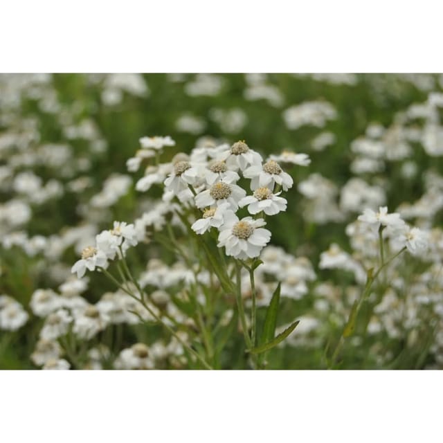 Achillea Ptarmica Sumpfgarbe Ca. 9x9 cm Topf