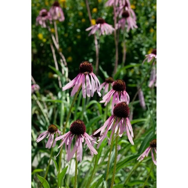 Echinacea Pallida Blasser Sonnenhut Ca. 9x9 cm Topf