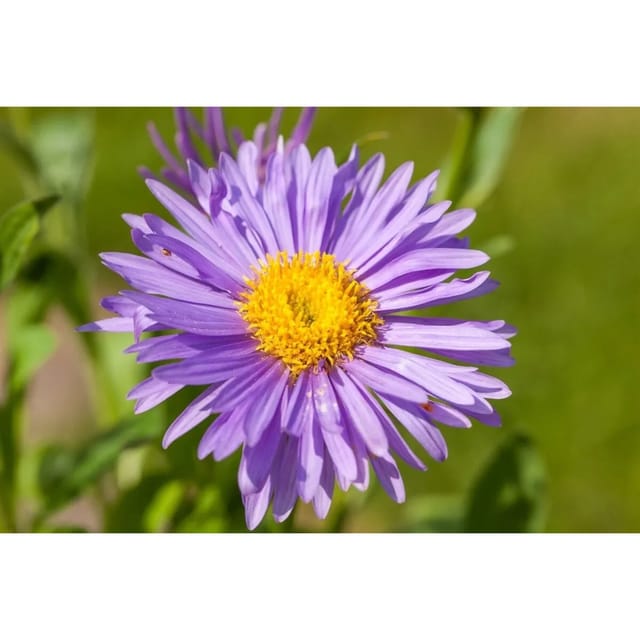 Aster Alpinus Dunkle Schöne Alpenaster Ca. 9x9 cm Topf