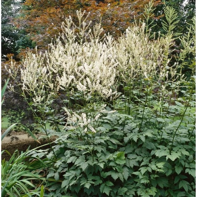 Actaea Erythrocarpa Ca. 9x9 cm Topf