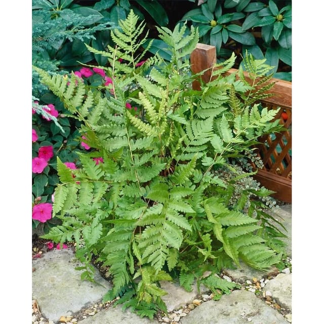 Dryopteris Goldiana Goldschuppenfarn Ca. 9x9 cm Topf