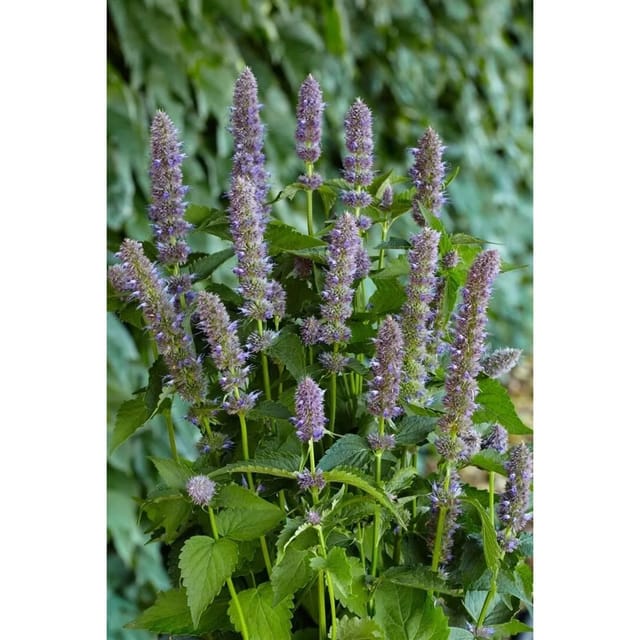 Agastache Foeniculum Anisysop Purple Haze Ca. 11x11 cm Topf