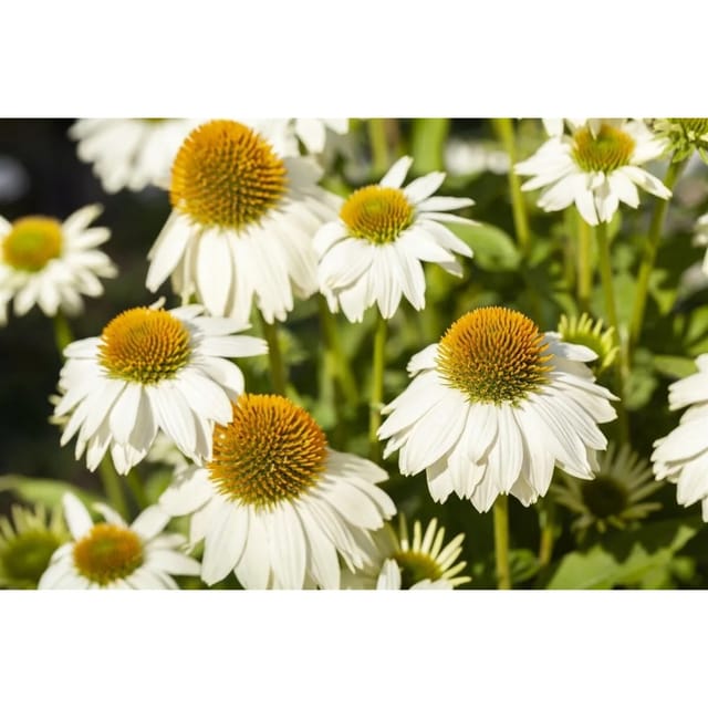 Echinacea Purpurea Powwow White Roter Sonnenhut Ca. 9x9 cm Topf