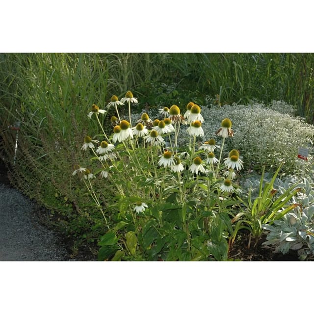 Echinacea Purpurea Alba Weißer Sonnenhut Ca. 9x9 cm Topf