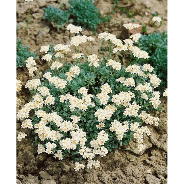 Achillea Umbellata Silbergarbe Ca. 9x9 cm Topf