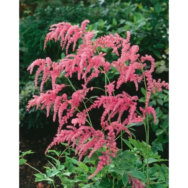 Astilbe Thunbergii Straußenfeder Ca. 9x9 cm Topf