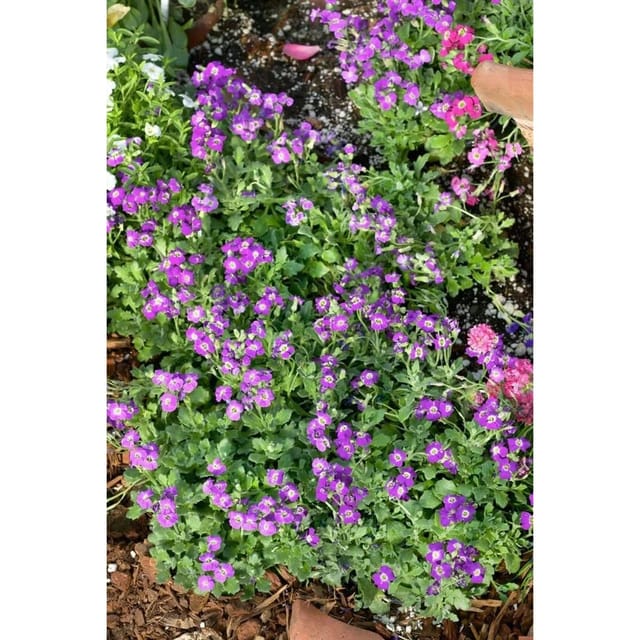 Aubrieta X Cult. Bressingham Red Blaukissen Ca. 9x9 cm Topf