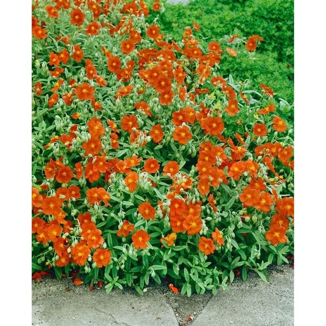 Helianthemum X Cult. Watergate Orange Sonnenröschen Ca. 9x9 cm Topf