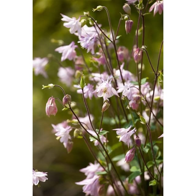 Aquilegia Vulgaris Gewöhnliche Akelei Ca. 9x9 cm Topf