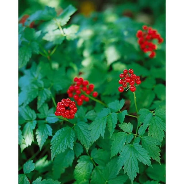 Actaea Rubra Rote Silberkerze Ca. 9x9 cm Topf
