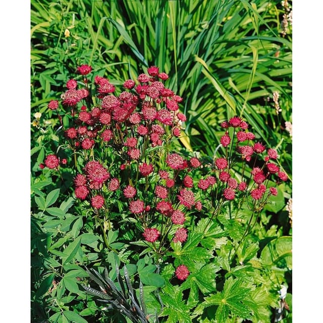 Astrantia Major Ruby Wedding Große Sterndolde Ca. 9x9 cm Topf
