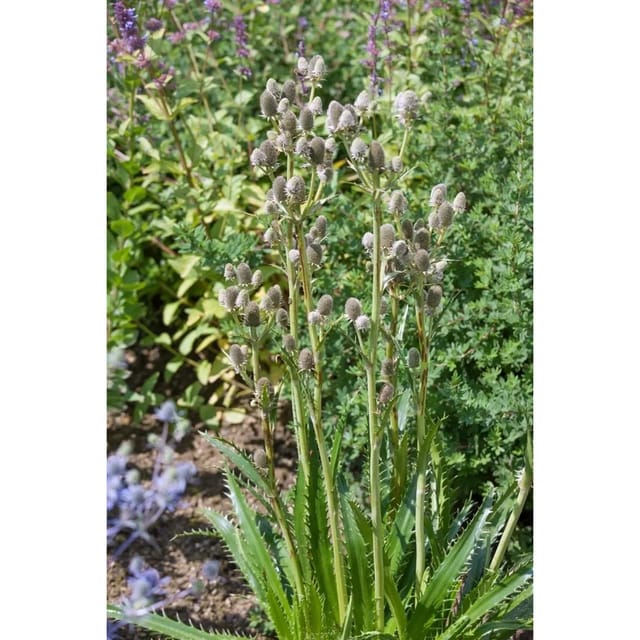 Eryngium Agavifolium Agavenblättrige Edeldistel Ca. 11x11 cm Topf