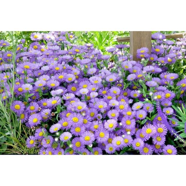 Aster Alpinus Sabine Alpenaster Ca. 9x9 cm Topf