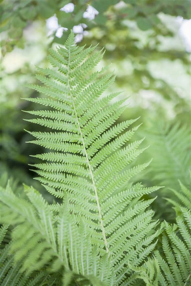 Athyrium Filix-femina Frauenfarn Ca. 9x9 cm Topf