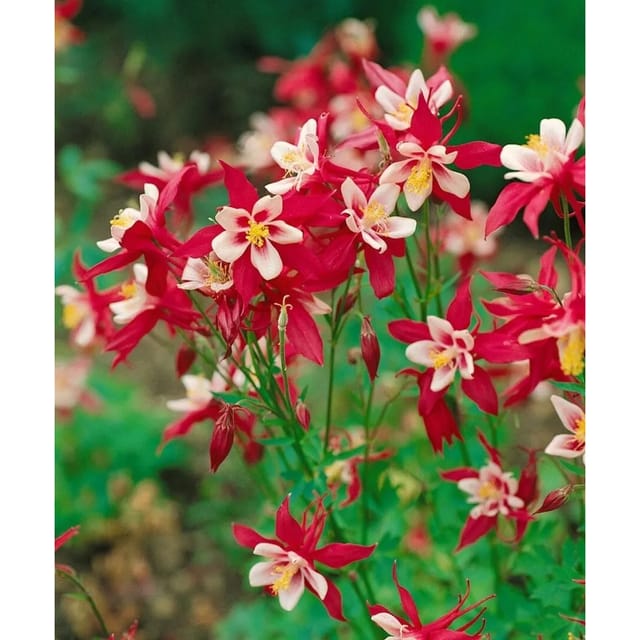 Aquilegia Caerulea Red Hobbit Akelei Ca. 9x9 cm Topf