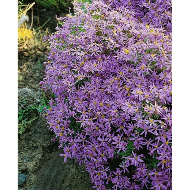 Aster Sedifolius Nanus Bergaster Ca. 9x9 cm Topf