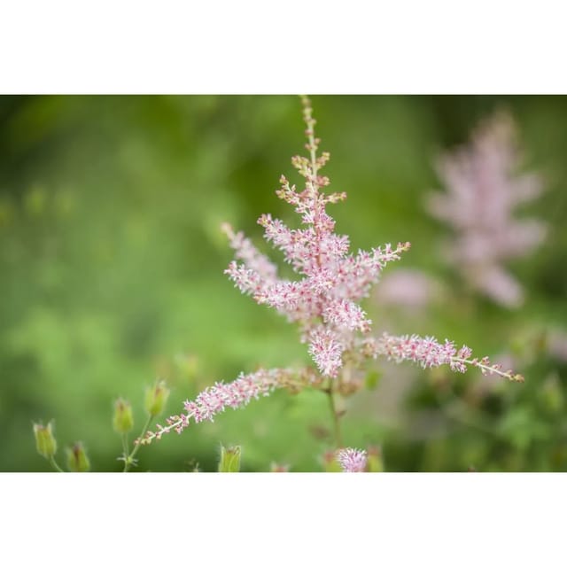 Astilbe Glaberrima Hennie Graafland Prachtspiere Ca. 9x9 cm Topf