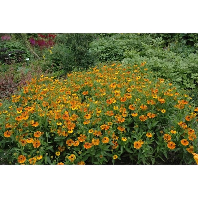 Helenium X Cult. Waltraud Sonnenbraut Ca. 11x11 cm Topf