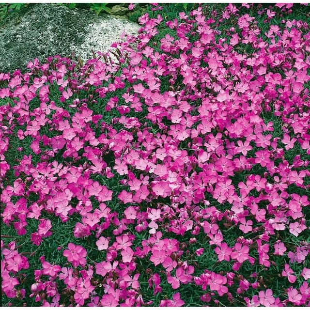 Dianthus Gratianop. La Bourboule Pfingstnelke Ca. 9x9 cm Topf