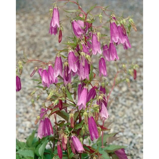 Campanula Punctata Rubriflora Gefleckte Glockenblume Ca. 9x9 cm Topf
