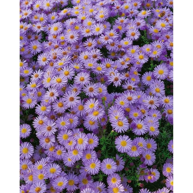 Aster Dumosus Herbstpurzel Kissenaster Ca. 9x9 cm Topf