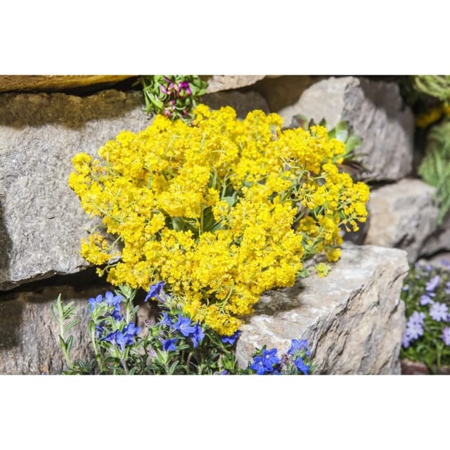 Alyssum Saxatile Steinkraut Ca. 9x9 cm Topf