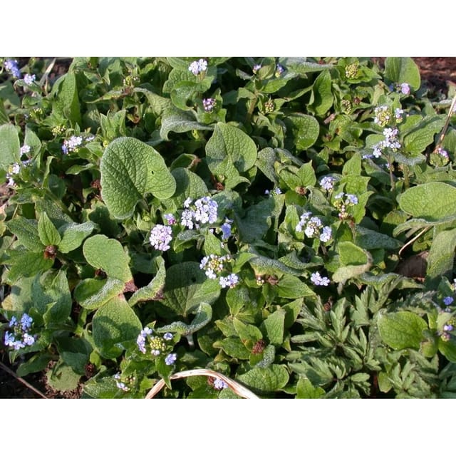 Brunnera Macrophylla Langtrees Kaukasusvergissmeinnicht Ca. 9x9 cm Topf