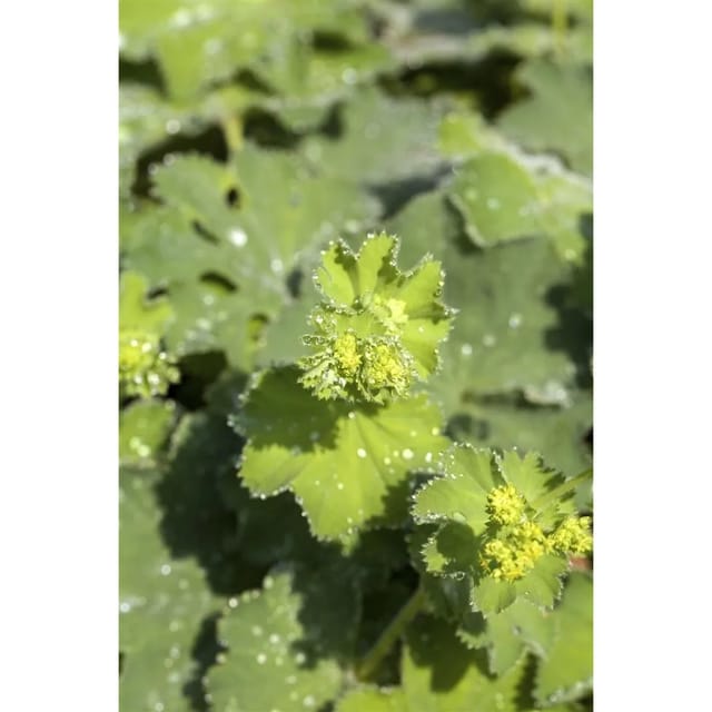 Alchemilla Mollis Thriller Weicher Frauenmantel Ca. 9x9 cm Topf