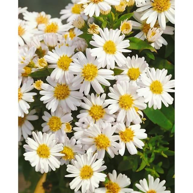 Aster Dumosus Schneekissen Kissenaster Ca. 9x9 cm Topf