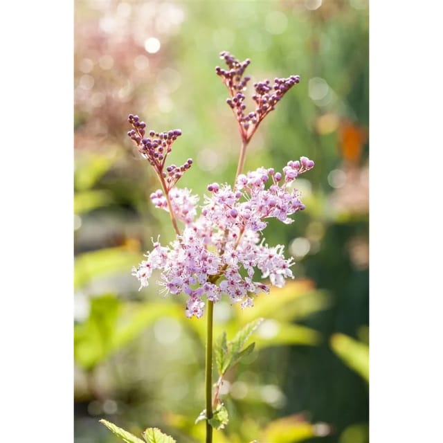 Filipendula Rubra Venusta Prächtige Wiesenraute Ca. 11x11 cm Topf