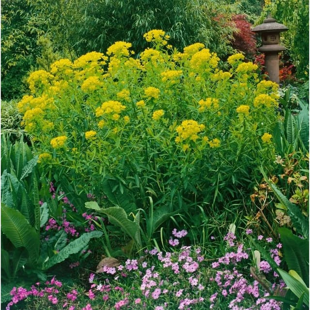 Euphorbia Palustris Walenburgs Glorie Sumpf Wolfsmilch Ca. 9x9 cm Topf