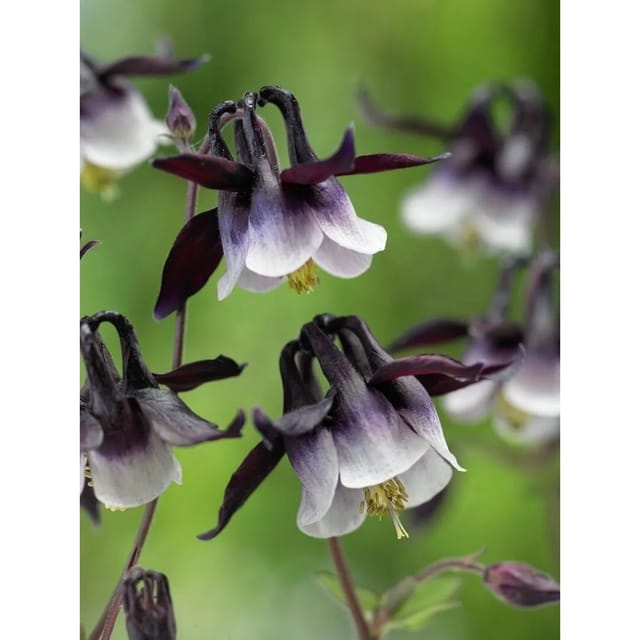 Aquilegia Vulgaris William Guiness Akelei Ca. 9x9 cm Topf