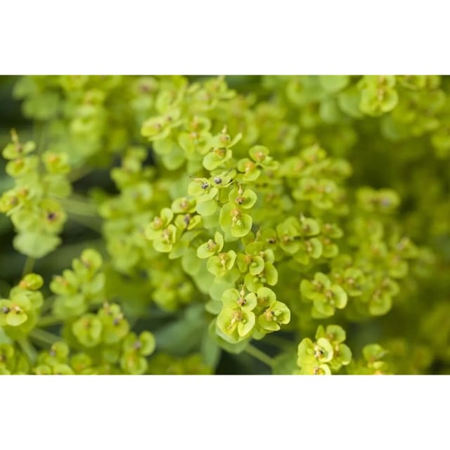 Euphorbia Seguieriana Ssp.niciciana Steppenwolfsmilch Ca. 9x9 cm Topf