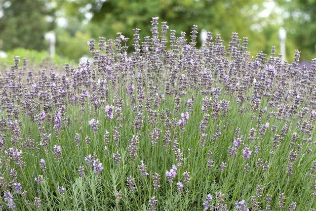 Lavandula Angustifolia Munstead Echter Lavendel 2 Liter Container