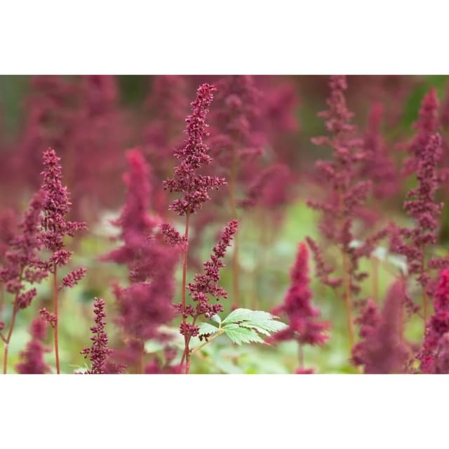 Astilbe X Arendsii Fanal Prachtspiere Ca. 9x9 cm Topf