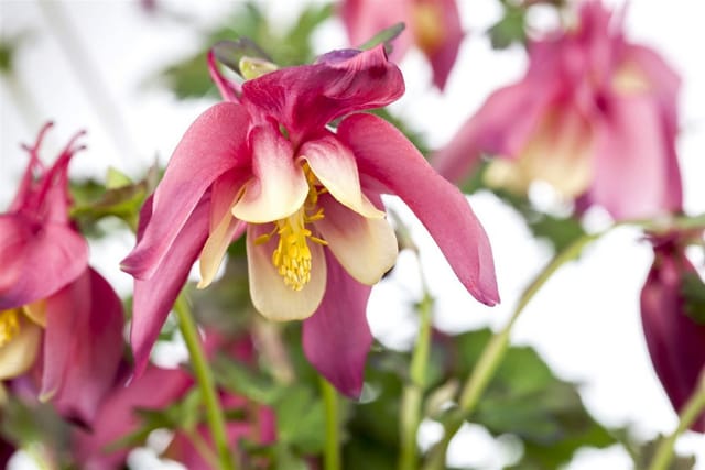 Aquilegia Caerulea Crimson Star Akelei Ca. 9x9 cm Topf
